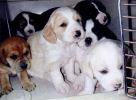 puppies.jpg