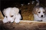puppy3.jpg