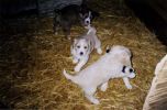 puppy4.jpg