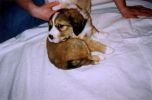 puppy5.jpg