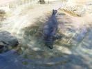sd20050616-04_sealion2.jpg
